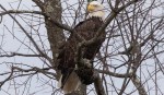 bald eagle