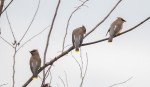 cedar waxwings