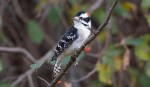 downy woodpecker