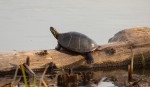 painted turtle