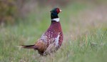 pheasant