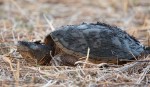 snapping turtle