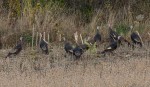 wild turkeys