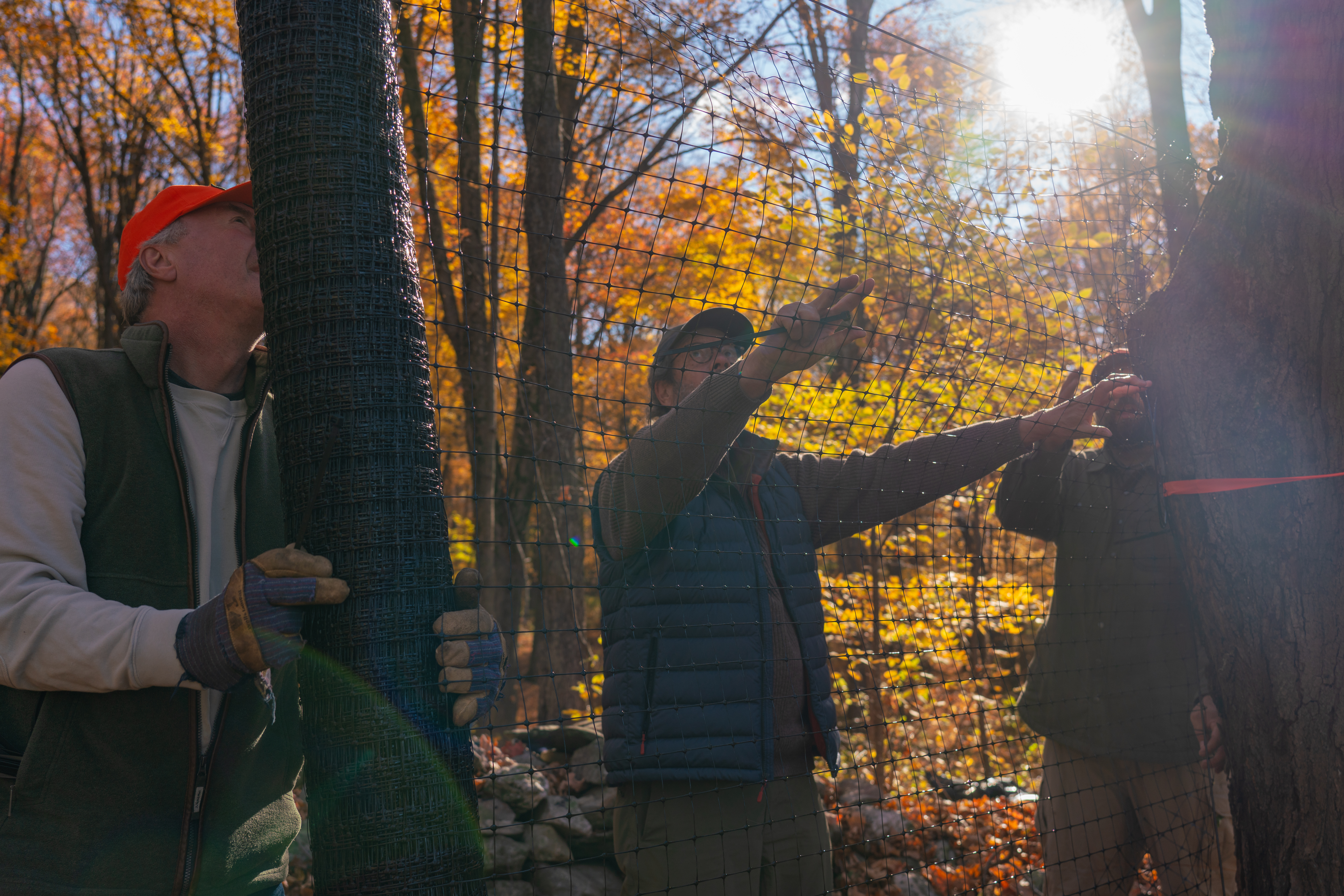 Tree Planting News 3