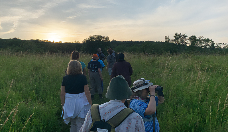 Evening Bird Walk 2