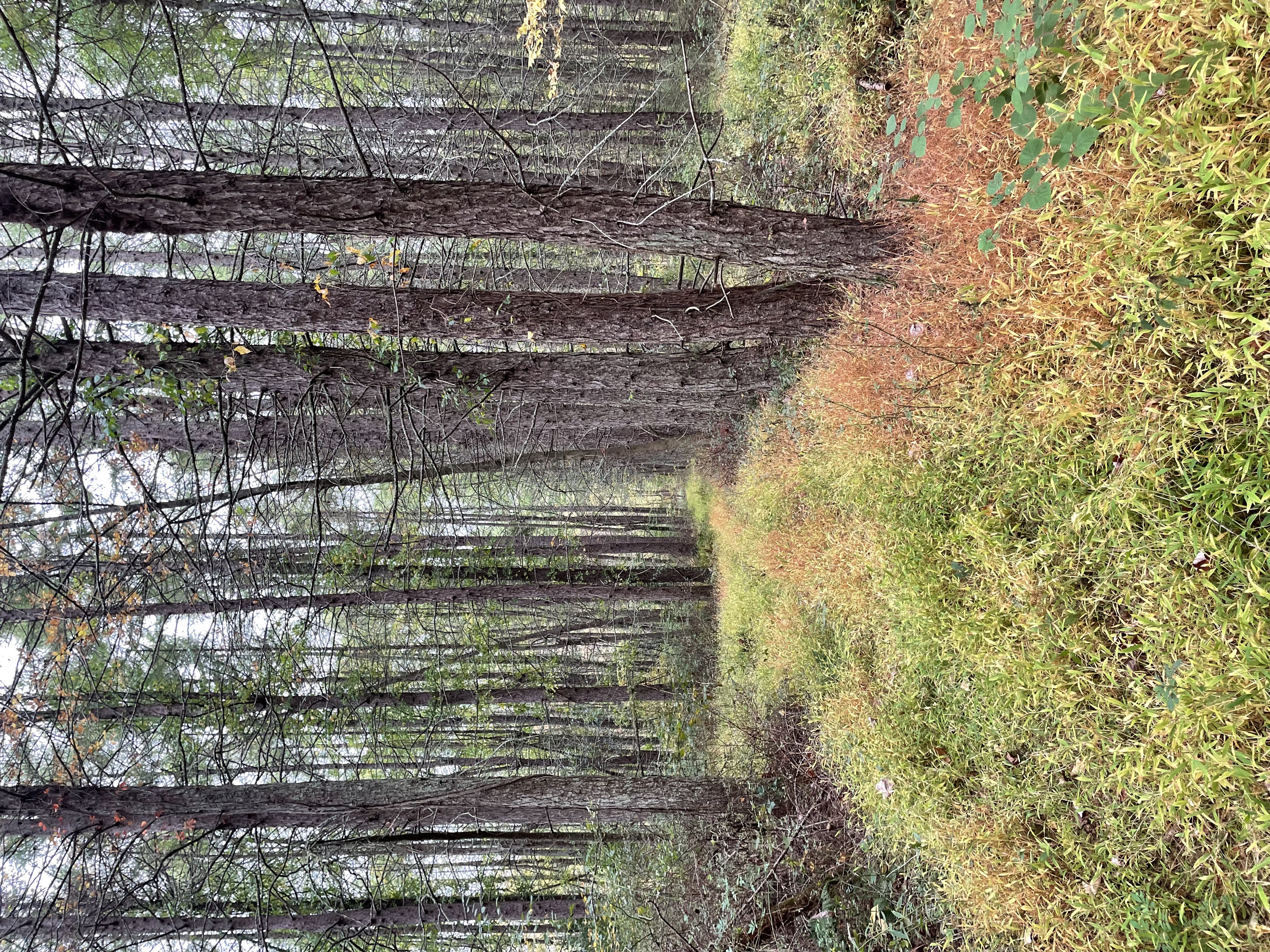 Schooley Head for Web sidebar